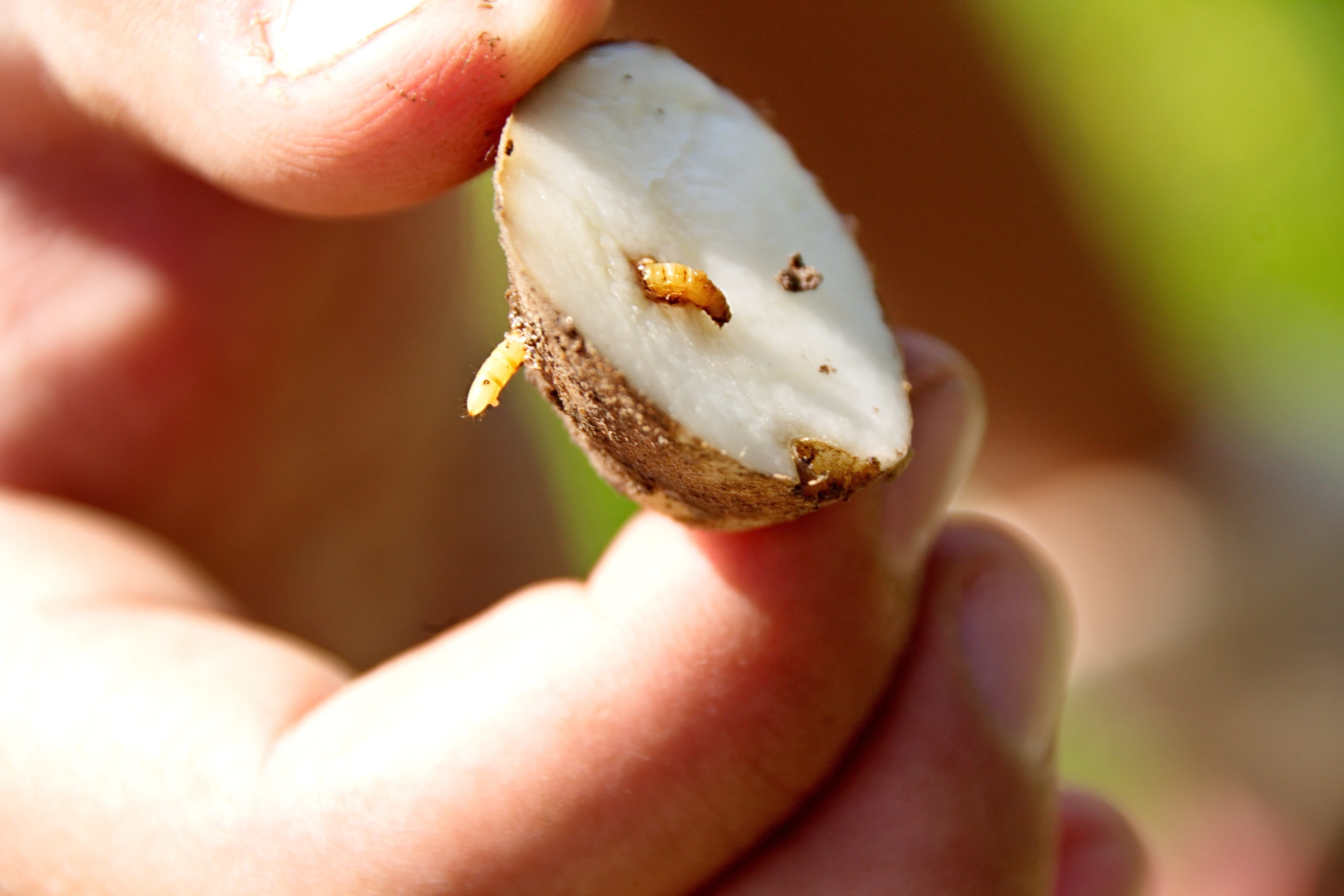 a finger in fresh soil