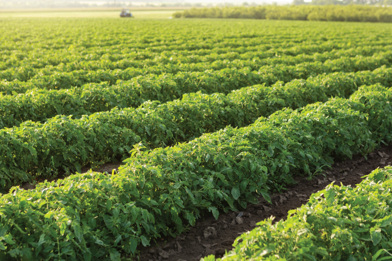green farmers field