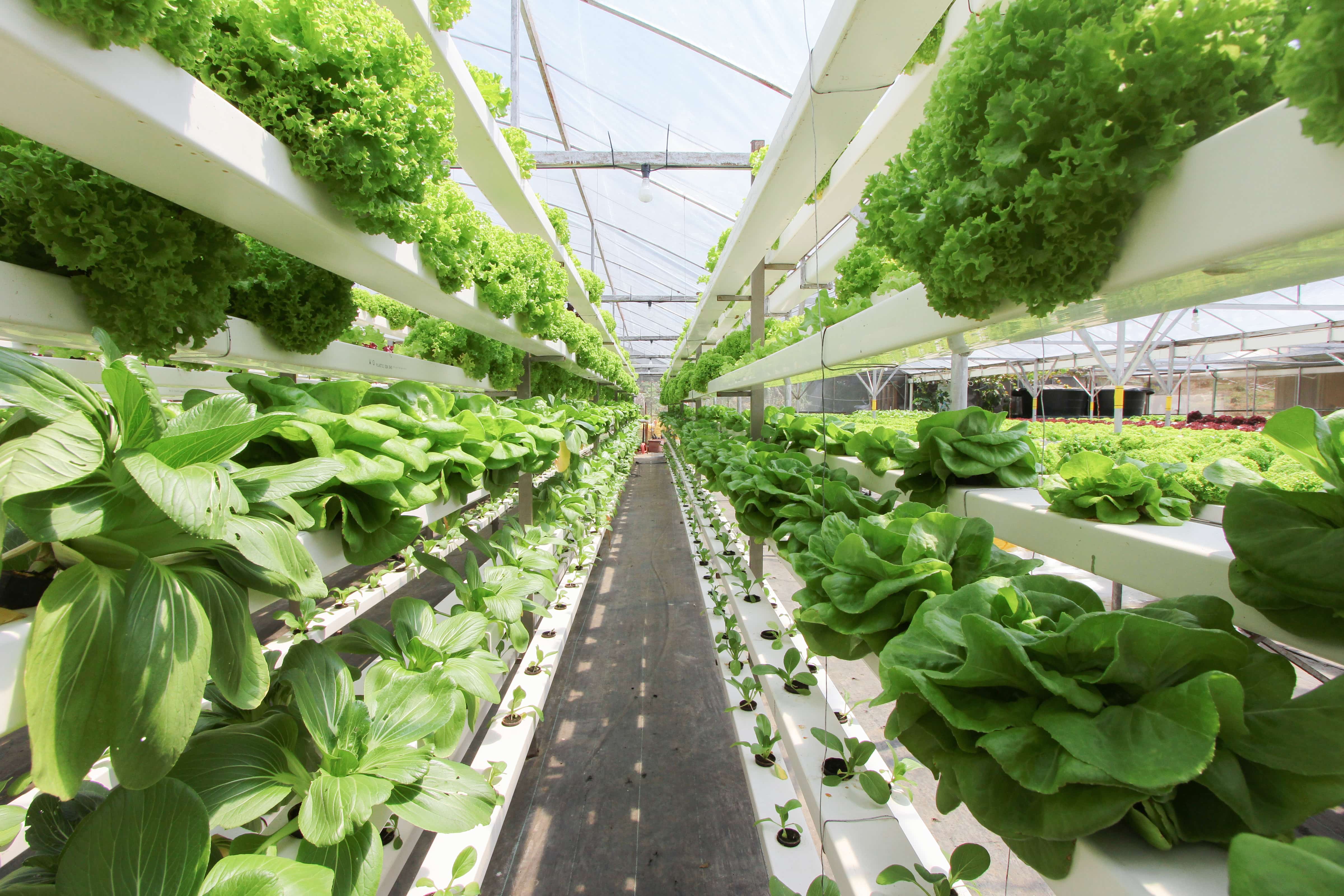green warehouse