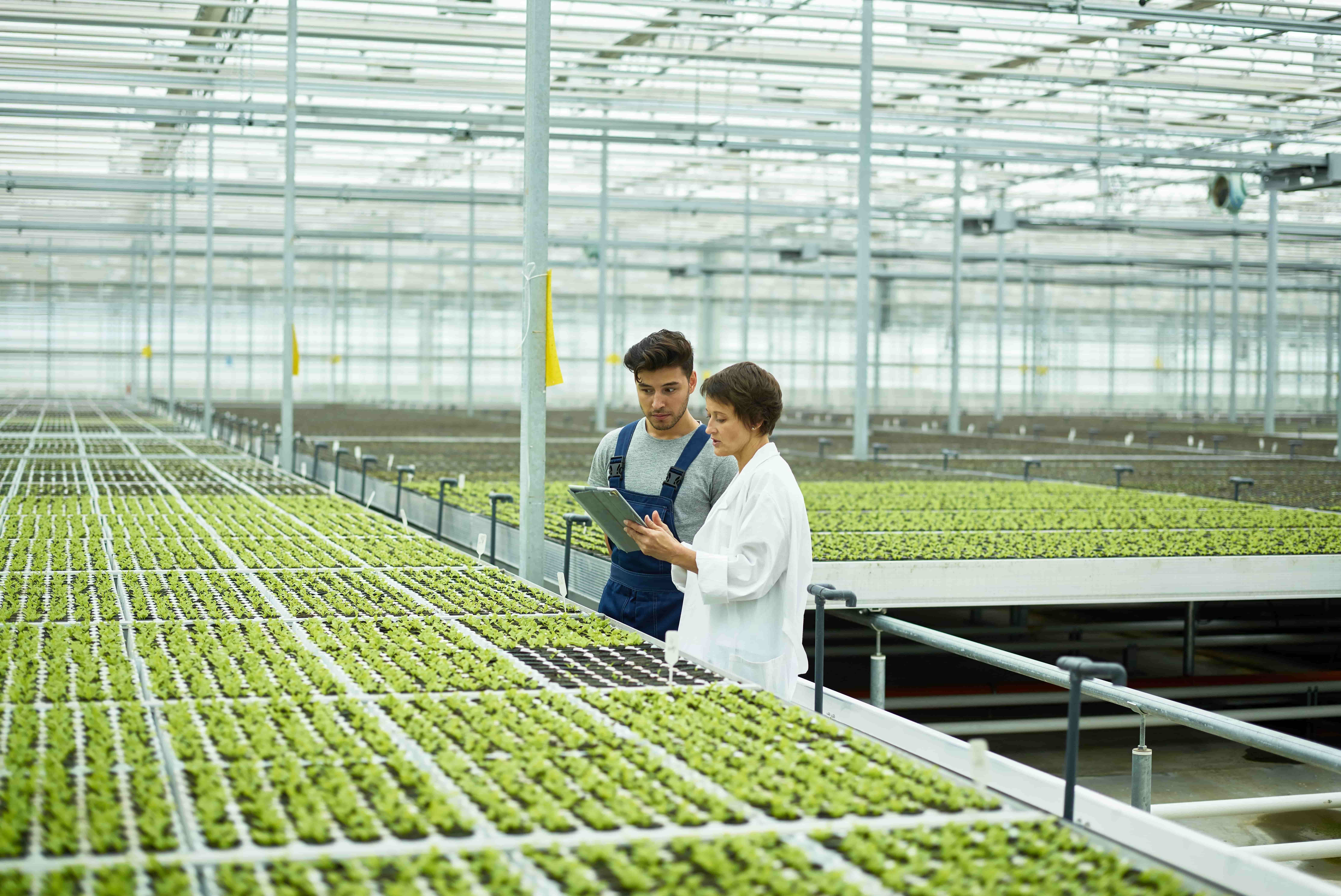 a scientist observing plants